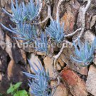 5pcs Blue Chalk Sticks Senecio Mandraliscae Seeds Succulent Garden Plant ROOTED CUTTINGItem NO.: SH1