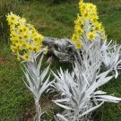5pcs Senecio niveoaureus Seeds Garden Ornamental PlantsItem NO.: SH113230C