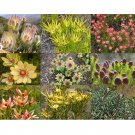 20pcs Leucadendron Mix Seeds Garden Ornamental PlantsItem NO.: SH113231C