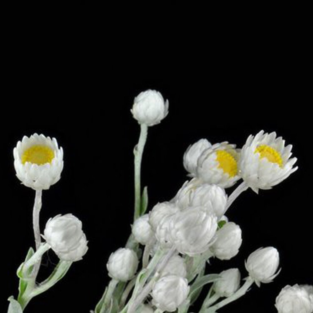 5pcs Asteraceae Small Shrub Leprechaun Flower Argyropsis Seeds Garden Ornamental PlantsItem NO.: SH1
