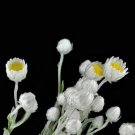 5pcs Asteraceae Small Shrub Leprechaun Flower Argyropsis Seeds Garden Ornamental PlantsItem NO.: SH1