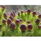 5pcs Leucadendron TERETIFOLIUM Garden Ornamental Plants - SeedsItem NO.: SH11336C 5pcs Leucadendron TERETIFOLIUM Garden Ornamental Plants - SeedsItem NO.: SH11336C