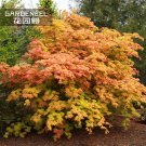 50PCS Fan Leaf Acer Baize Red Maple Tree Seeds 'Full Moon' Maple Garden ShrubItem NO.: SH11343C 50PCS Fan Leaf Acer Baize Red Maple Tree Seeds 'Full Moon' Maple Garden ShrubItem NO.: SH11343C