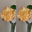 2PCS Premium Adenium Seeds Desert Rose Light Golden Flowers with Damask Pink Edge 5-LayerItem NO.: S 2PCS Premium Adenium Seeds Desert Rose Light Golden Flowers with Damask Pink Edge 5-LayerItem NO.: S