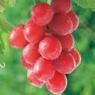 15PCS Ruby Roman Grapes SeedsItem NO.: SH11358C