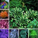 200PCS Hosta Seeds Perennial - Mixed 8 TypesItem NO.: SH11362C
