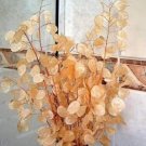 20PCS Silver Fan Grass Seeds Lunaria Annua Flowers Rare Garden Home PlantingItem NO.: SH11402C