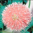 20PCS Mimosa Pudica Seeds Pink Flowers Sensitive PlantItem NO.: SH11411C