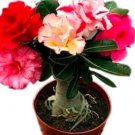 5PCS Adenium Seeds Red Colorful Double FlowersItem NO.: SH11422C
