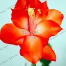 100PCS Schlumbergera Flores Christmas Cactus Plant Seeds Rose Red White FlowersItem NO.: SH11423C