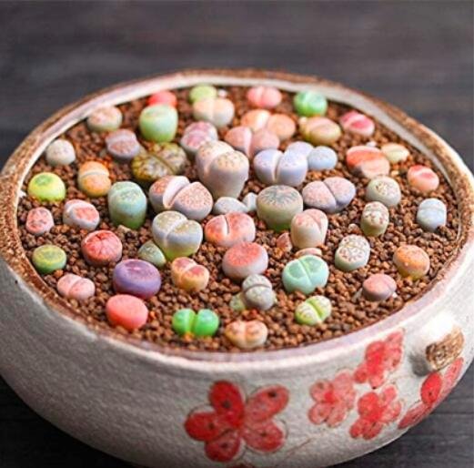 1000PCS Lithops Seeds MixedItem NO.: SH11428C