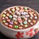 1000PCS Lithops Seeds MixedItem NO.: SH11428C