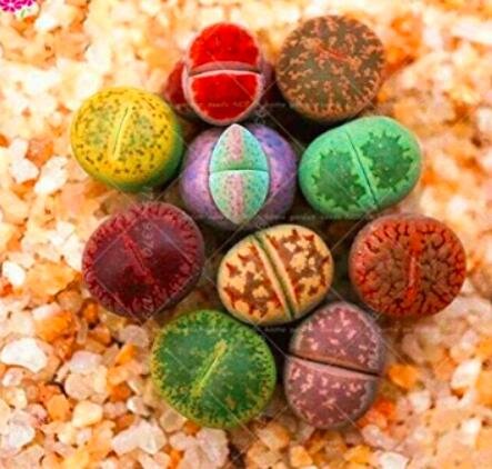 200PCS Lithops Mixed SeedsItem NO.: SH11433C