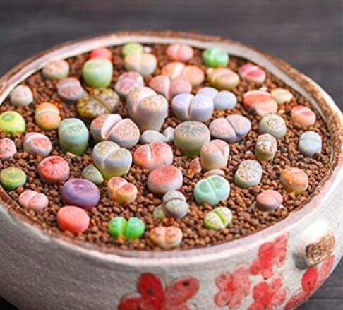 1000PCS Lithops Mixed SeedsItem NO.: SH11434C