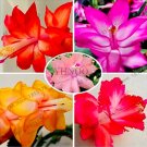 100PCS Schlumbergera Flores Christmas Cactus Plant Seeds Mixed FlowersItem NO.: SH11436C
