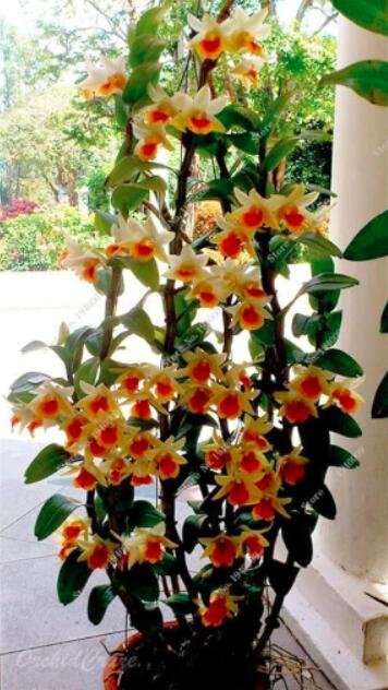 Multi Color Dendrobium Orchids Seeds, Yellow Red ColorsItem NO.: CO-1625