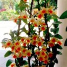 Multi Color Dendrobium Orchids Seeds, Yellow Red ColorsItem NO.: CO-1625