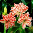 True Amaryllis Bulb, White-red FlowersItem NO.: CO-1627 True Amaryllis Bulb, White-red FlowersItem NO.: CO-1627