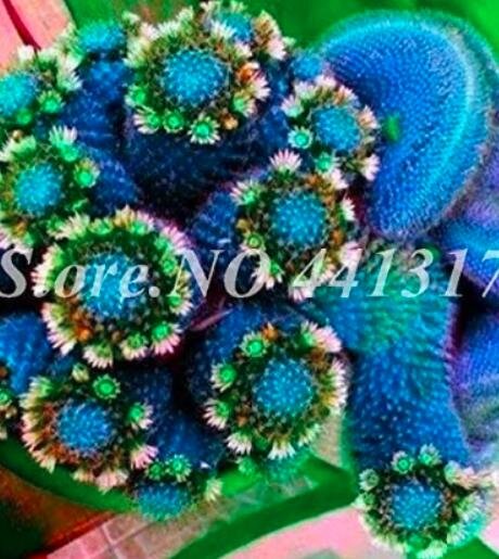 500PCS Mini Potted Bonsai Succulent Cactus SeedsItem NO.: SH11442C
