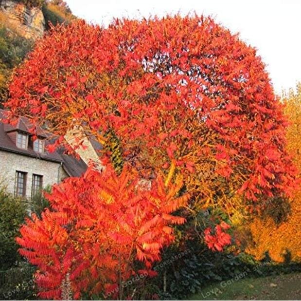 Rhus Typhina Bonsa Torch Tree Seeds, RedItem NO.: CO-1629