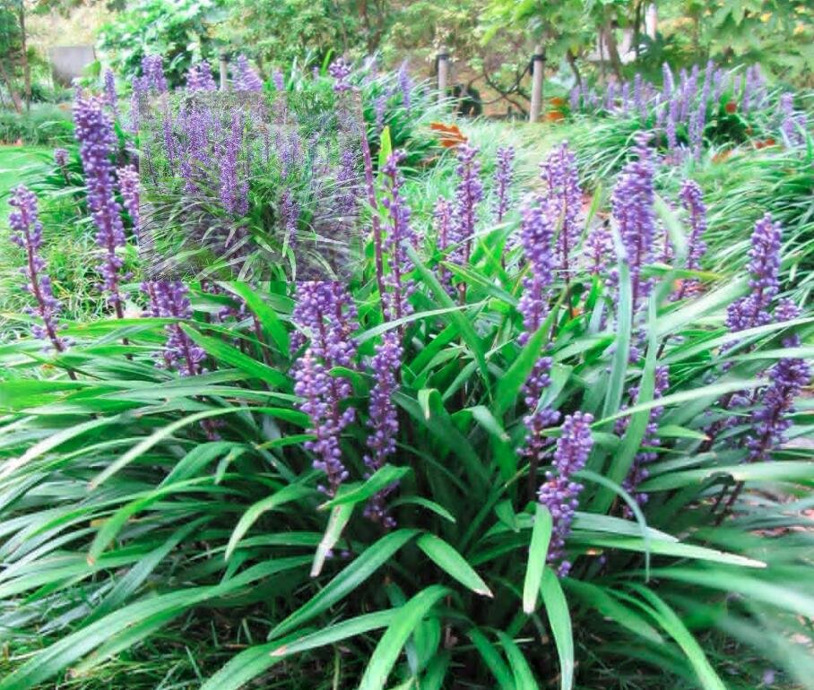 25PCS Blue Lily Turf Monkey Grass Flower SeedsItem NO.: SH11469C
