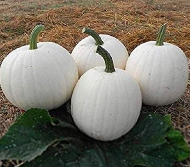 Pumpkin Seeds Casper White Pumpkin 25 Thru 100 SeedsItem NO.: SH11485C