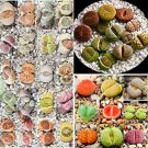 200PCS Mixed Living Stones Lithop SeedsItem NO.: SH11498C
