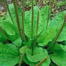 100PCS Organic Broadleaf Plantain Seeds Plantago Major Non-HybridItem NO.: SH11502C