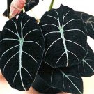 20PCS alocasia Elephant Ear Seeds Taro 'Black Velvet'Item NO.: SH11508C