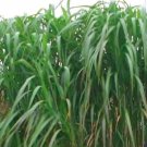 Elephant Grass Seeds 100 Seeds Tallest Grass in The World S from Iowa Made in Non-HybridItem NO.: SH