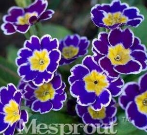 100PCS Big Primula Polyantha Gigantea Seeds Purple Flower with White Edge Yellow CentreItem NO.: SH1