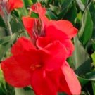 10PCS Canna Flower SeedsItem NO.: SH11520C