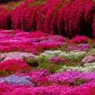 100 Pcs/Bag Creeping Thyme Bonsai or Blue Rock CRESS Mixed SeedsItem NO.: SH11530C