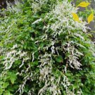 Silver LACE Vine Polygonum Aubertii 10 SeedsItem NO.: SH11532C Silver LACE Vine Polygonum Aubertii 10 SeedsItem NO.: SH11532C