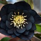 10pcs Black Hellebore Flower SeedsItem NO.: SH11540C
