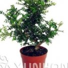 Bonsai 50pcs Japanese Pistacia weinmannifolia Bonsai - Bonsai Tree Evergreen Bonsai Home GardeningIt