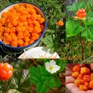 Seeds Rare and Special Cloudberry (Rubus Chamaemorus) Artic Raspberry Fresh 100 SeedsItem NO.: SH115