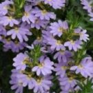 20 Scaevola Mix Flower SeedsItem NO.: SH11552C