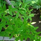 20 CHIPILIN Guatemalan Vegetable SeedsItem NO.: SH11557C