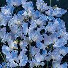 40 Organic Blue Ripple Sweet Pea Lathyrus Odoratus Seeds for Pollinators and Bees Cottage GardenItem