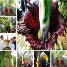 Beautiful Corpse Flower of Indonesia, MixedItem NO.: CO-1608