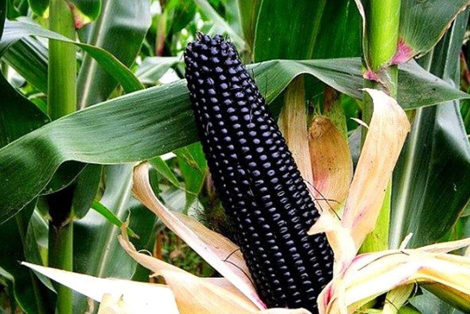 Aztec Black Corn Ancient Heirloom 20 Seeds Non GMO Early Seeds Black Flint Corn Blue Corn Meal Gorge