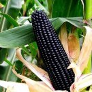 Aztec Black Corn Ancient Heirloom 20 Seeds Non GMO Early Seeds Black Flint Corn Blue Corn Meal Gorge