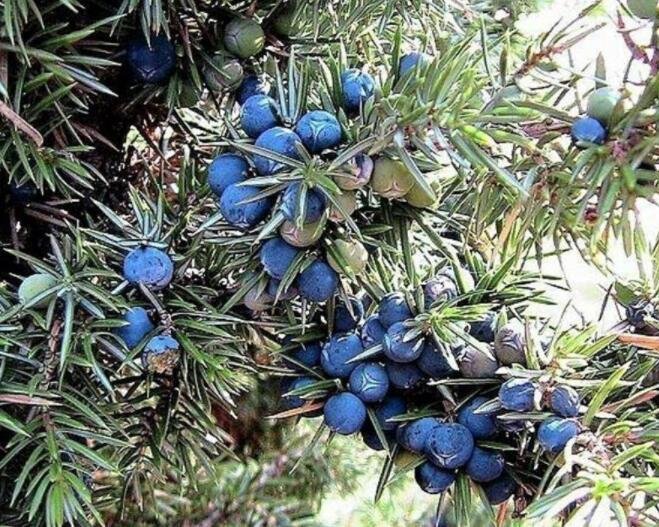 60 Organic Seeds Common Juniper Juniperus Communis Tree ShrubItem NO.: SH11569C
