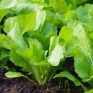 100florida Broadleaf Mustard Green Seeds Shealihong Brassica Juncea C I B Xanh Easy to Grow,Item NO.