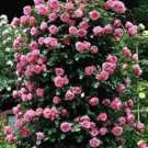 100PCS Pink European Rose Climbing Flower SeedsItem NO.: SH11579C