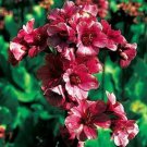50 Seeds Bergenia Seeds Bulk Non-Hybrid, Open-Pollinated, Suited for Canadian ClimateItem NO.: SH116