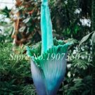 Beautiful Seed Flower of Corpse Indonesia, Green and BlueItem NO.: CO-1607