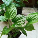 50 Seeds Organic Indian Betel Leaf Piper Lolot Tall Antioxidantpaan Leaf Plant Non-Hybrid, Open-Poll
