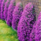 300PCS Creeping Thyme Bonsai Seeds Purple Cress Rock FlowersItem NO.: SH11619C